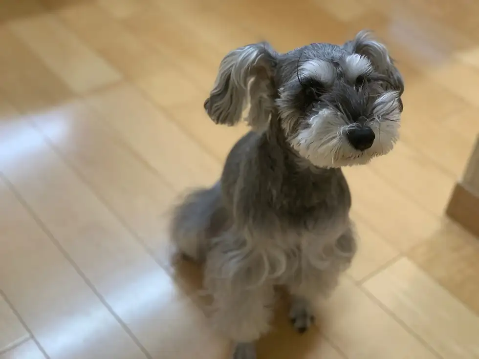 徳永教室看板犬「ハナ」ちゃん